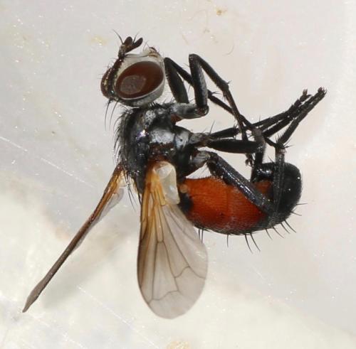 Cylindromyia auriceps